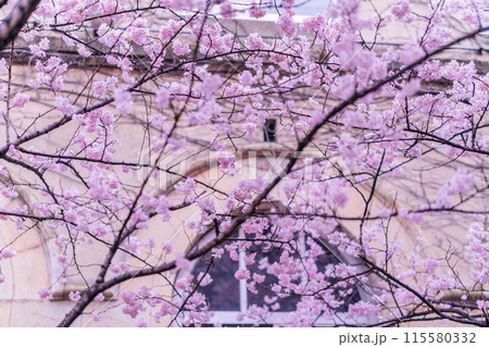 京都市下京区旧成徳中学校の春めき桜を撮影 京都市下京区旧成徳中学校の春めき桜を撮影 115580332