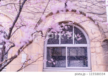 京都市下京区旧成徳中学校の春めき桜を撮影 京都市下京区旧成徳中学校の春めき桜を撮影 115580334