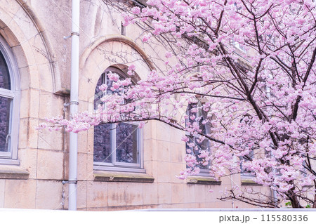 京都市下京区旧成徳中学校の春めき桜を撮影 京都市下京区旧成徳中学校の春めき桜を撮影 115580336