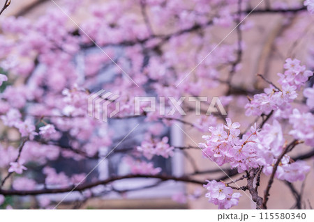京都市下京区旧成徳中学校の春めき桜を撮影 115580340