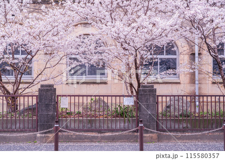 京都市下京区旧成徳中学校の春めき桜を撮影 115580357