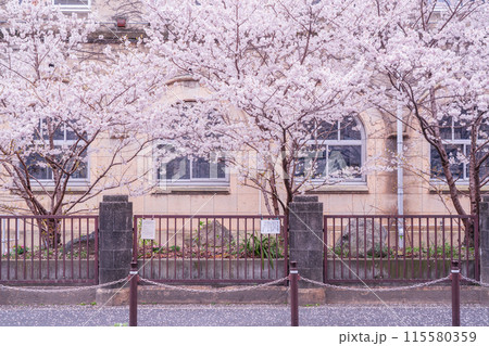 京都市下京区旧成徳中学校の春めき桜を撮影 京都市下京区旧成徳中学校の春めき桜を撮影 115580359