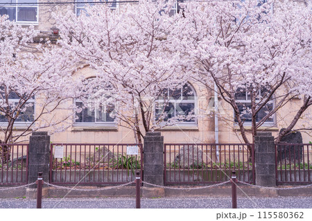 京都市下京区旧成徳中学校の春めき桜を撮影 115580362