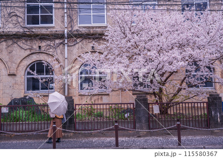 京都市下京区旧成徳中学校の春めき桜を撮影 115580367
