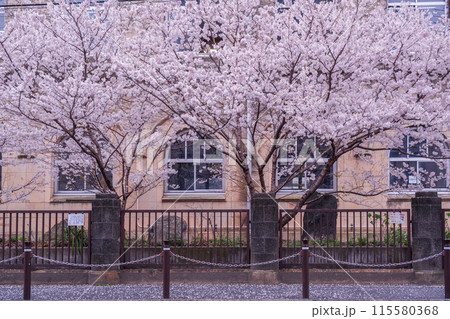 京都市下京区旧成徳中学校の春めき桜を撮影 115580368