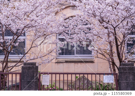京都市下京区旧成徳中学校の春めき桜を撮影 115580369