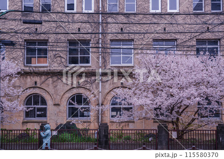 京都市下京区旧成徳中学校の春めき桜を撮影 京都市下京区旧成徳中学校の春めき桜を撮影 115580370