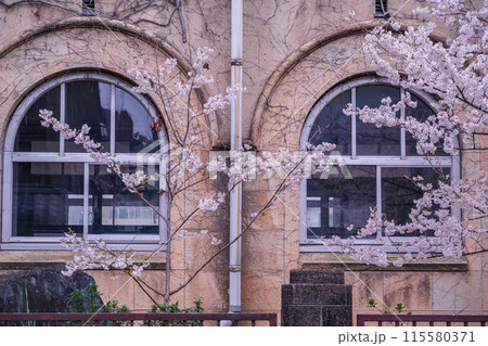 京都市下京区旧成徳中学校の春めき桜を撮影 115580371