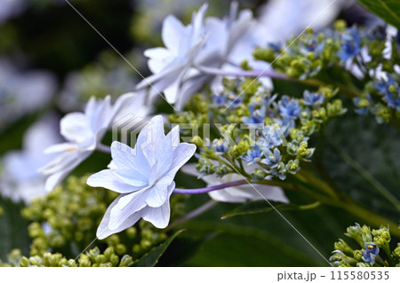 白い紫陽花 白い紫陽花 115580535