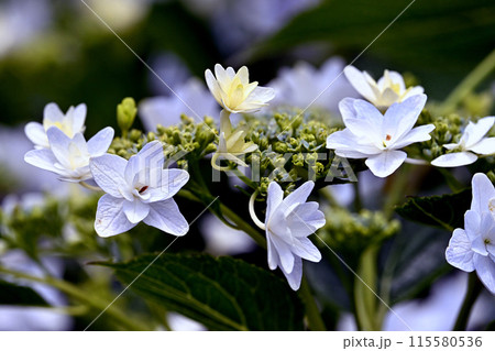 白い紫陽花 白い紫陽花 115580536