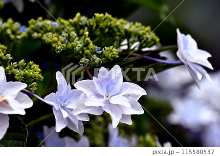 白い紫陽花 白い紫陽花 115580537