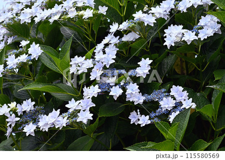 白い紫陽花 115580569
