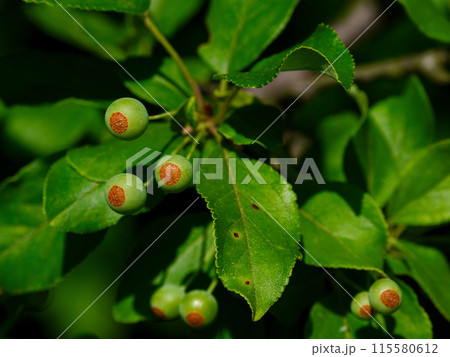 バラ科リンゴ属ズミの若い果実 バラ科リンゴ属ズミの若い果実 115580612