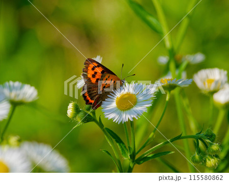 ヒメジョオンの花で吸蜜するシジミチョウ科ベニシジミ ヒメジョオンの花で吸蜜するシジミチョウ科ベニシジミ 115580862