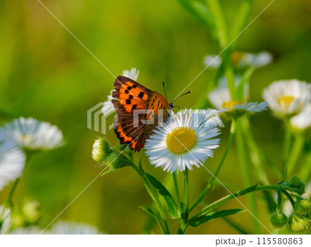 ヒメジョオンの花で吸蜜するシジミチョウ科ベニシジミ 115580863