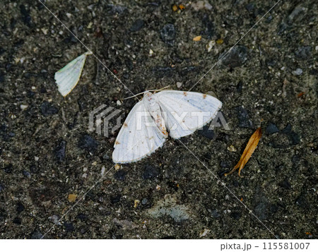シャクガ科フタホシシロエダシャク 115581007