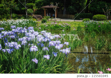大阪、城北菖蒲園の花菖蒲咲く風景 115581045