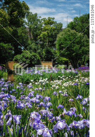 大阪、城北菖蒲園の花菖蒲咲く風景 115581046