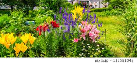 夏の花壇 カラフルなスカシユリの花びら 夏の花壇 カラフルなスカシユリの花びら 115581048