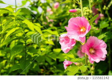 夏　タチアオイ 115581142