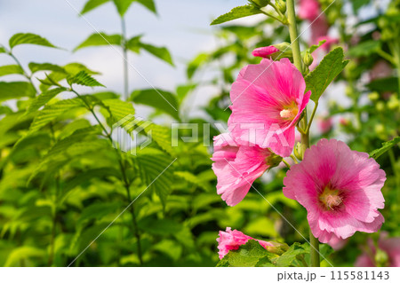 夏　タチアオイ 115581143