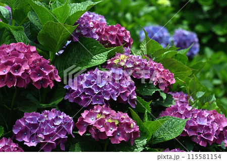梅雨に咲く紫陽花 115581154