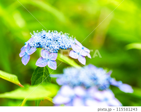 梅雨時期の景色　美しく咲き始めたカラフルなアジサイ 115581243