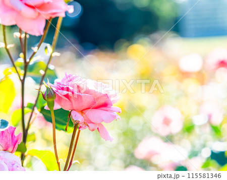 美しい初夏の景色 匂い立つような美しさの満開の春バラ 美しい初夏の景色 匂い立つような美しさの満開の春バラ 115581346