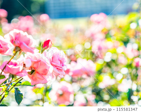 美しい初夏の景色　匂い立つような美しさの満開の春バラ 115581347
