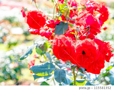 美しい初夏の景色 匂い立つような美しさの満開の春バラ 美しい初夏の景色 匂い立つような美しさの満開の春バラ 115581352