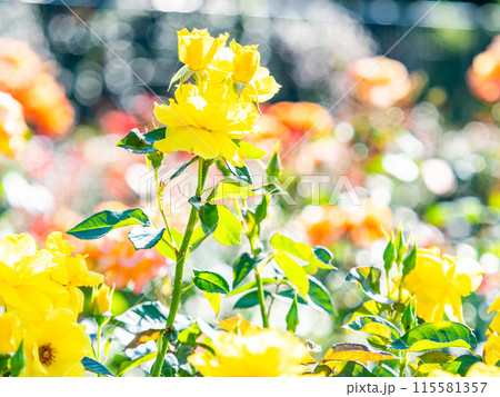 美しい初夏の景色　匂い立つような美しさの満開の春バラ 115581357