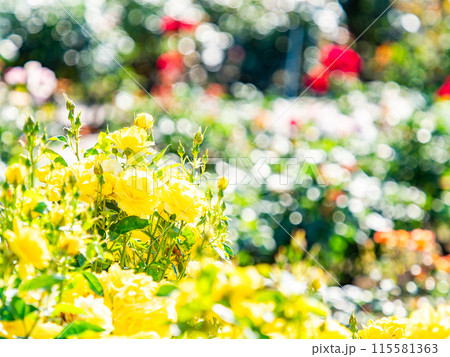 美しい初夏の景色　匂い立つような美しさの満開の春バラ 115581363