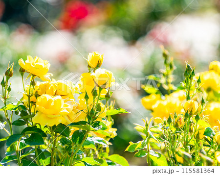 美しい初夏の景色 匂い立つような美しさの満開の春バラ 美しい初夏の景色 匂い立つような美しさの満開の春バラ 115581364