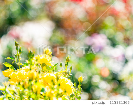 美しい初夏の景色　匂い立つような美しさの満開の春バラ 115581365