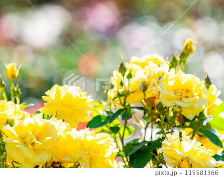 美しい初夏の景色　匂い立つような美しさの満開の春バラ 115581366
