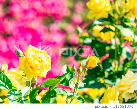 美しい初夏の景色　匂い立つような美しさの満開の春バラ 115581370