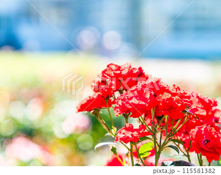 美しい初夏の景色　匂い立つような美しさの満開の春バラ 115581382