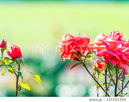 美しい初夏の景色　匂い立つような美しさの満開の春バラ 115581384