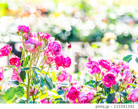 美しい初夏の景色　匂い立つような美しさの満開の春バラ 115581392