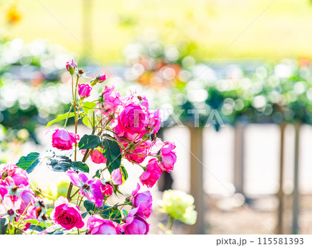 美しい初夏の景色　匂い立つような美しさの満開の春バラ 115581393