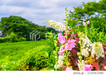 夏の風景　タチアオイとカシワバアジサイ 115581500