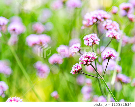 初夏の景色　小さなかわいいピンクの花 115581634