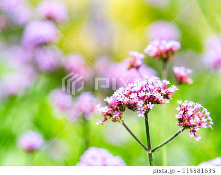 初夏の景色　小さなかわいいピンクの花 115581635