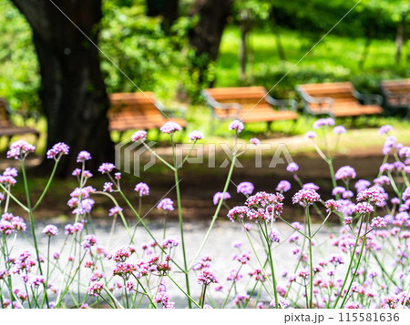 初夏の景色　小さなかわいいピンクの花 115581636