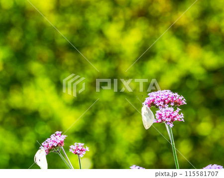初夏の景色 小さなピンクの花にとまるモンシロチョウ 初夏の景色 小さなピンクの花にとまるモンシロチョウ 115581707