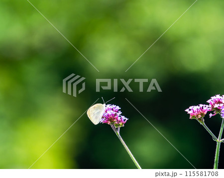 初夏の景色 小さなピンクの花にとまるモンシロチョウ 初夏の景色 小さなピンクの花にとまるモンシロチョウ 115581708