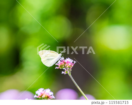 初夏の景色 小さなピンクの花にとまるモンシロチョウ 初夏の景色 小さなピンクの花にとまるモンシロチョウ 115581715