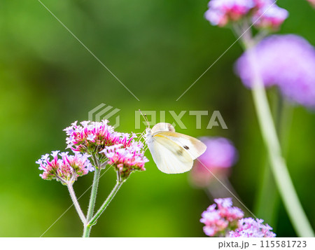 初夏の景色 小さなピンクの花にとまるモンシロチョウ 初夏の景色 小さなピンクの花にとまるモンシロチョウ 115581723