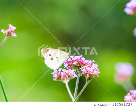 初夏の景色 小さなピンクの花にとまるモンシロチョウ 初夏の景色 小さなピンクの花にとまるモンシロチョウ 115581727