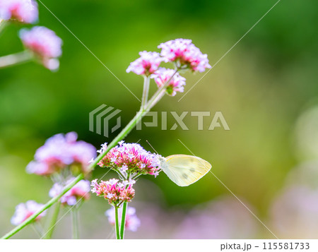 初夏の景色 小さなピンクの花にとまるモンシロチョウ 初夏の景色 小さなピンクの花にとまるモンシロチョウ 115581733